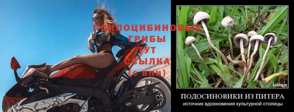 ГАЛЛЮЦИНОГЕННЫЕ ГРИБЫ Магас